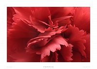 Carnation