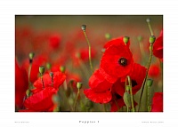 Poppies I