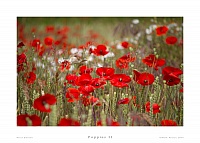 Poppies II