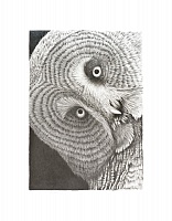 The Great Grey