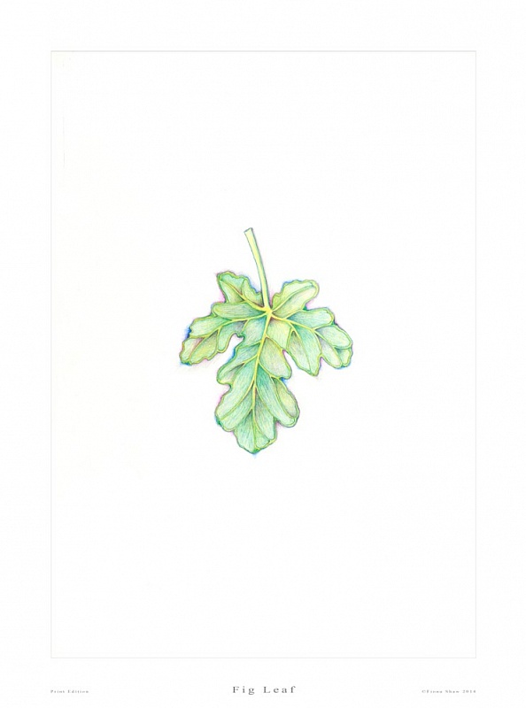 Fig Leaf