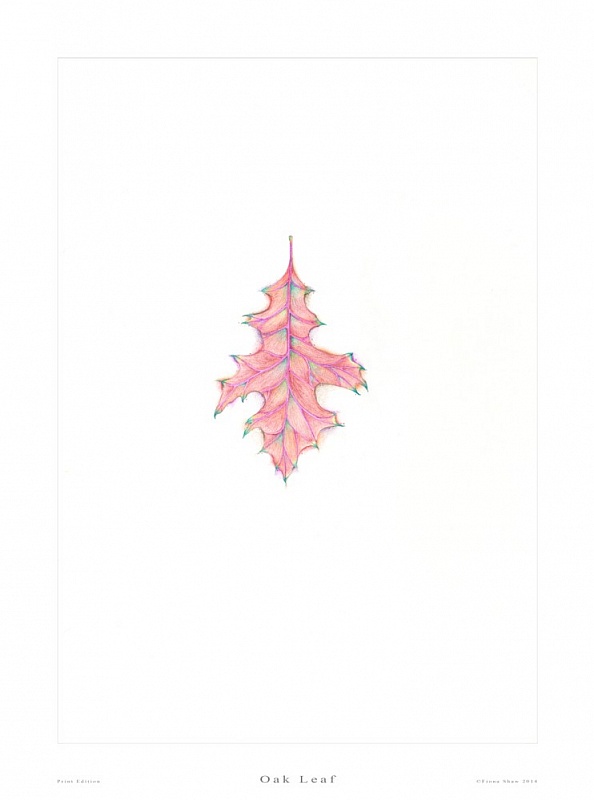Oak Leaf