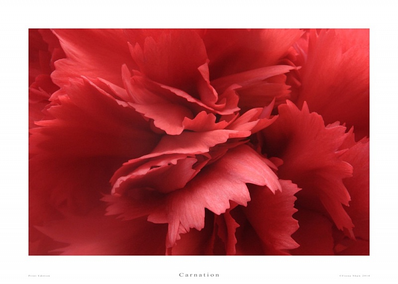 Carnation