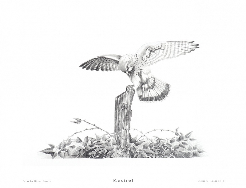 Kestrel