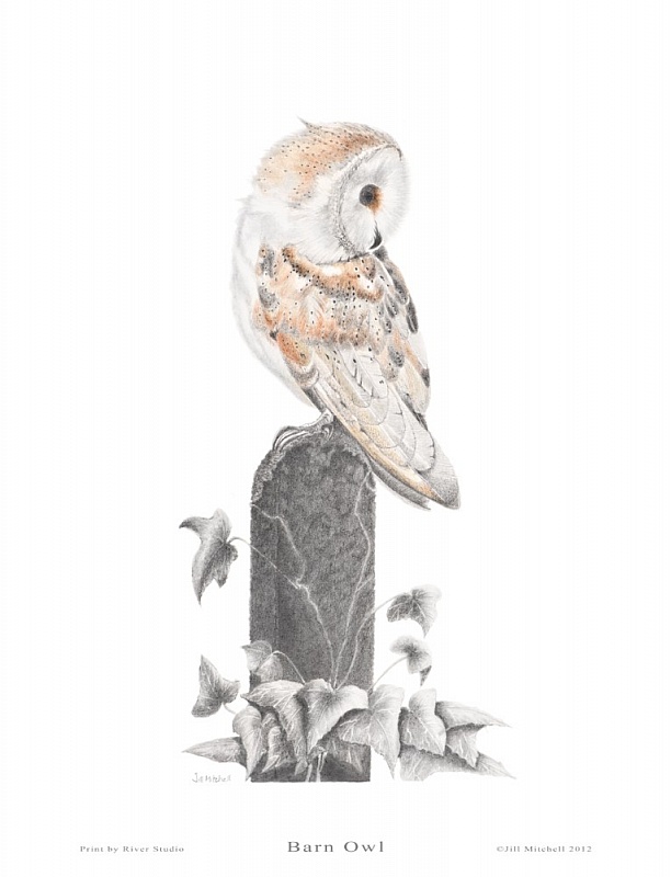 Barn Owl