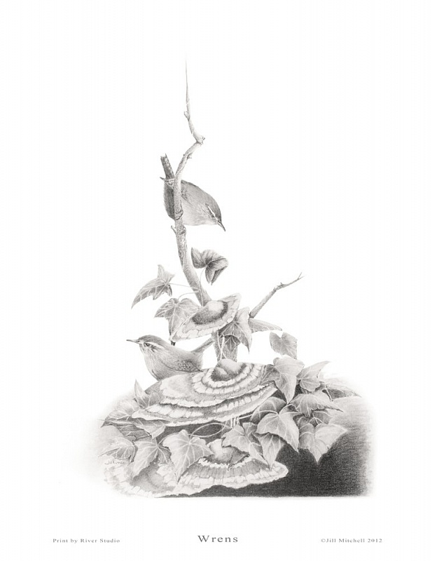 Wrens