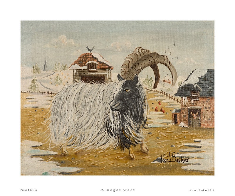 A Bagot Goat