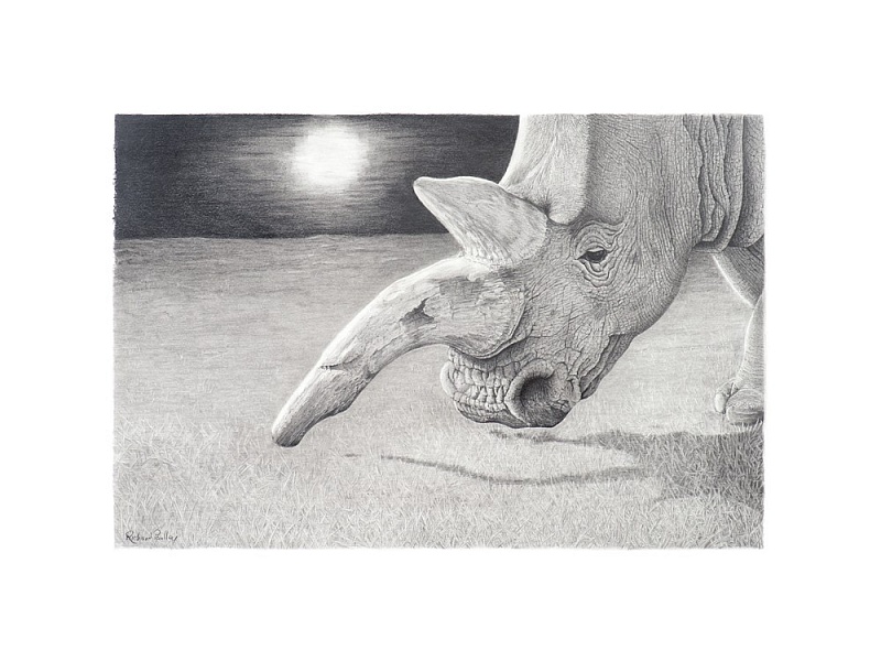 Night Grazer