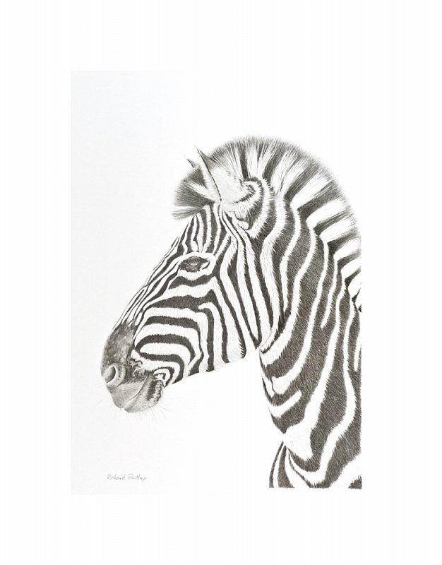 Plain Stripes