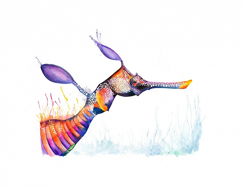 Sea Dragon II