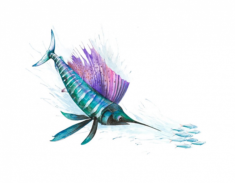 Sailfish Hunter